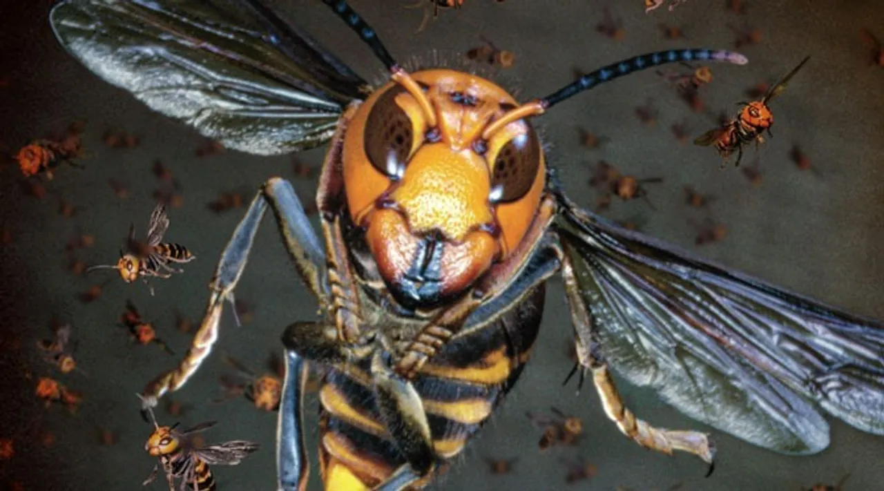 Hornet 2026 08 06 09 16