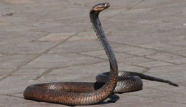 Snakebite1 750x430
