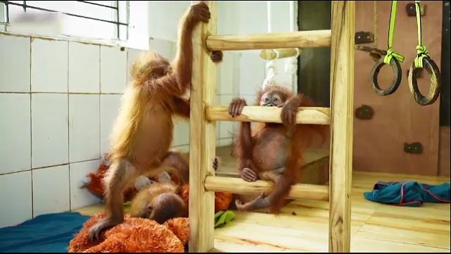 Orangutans
