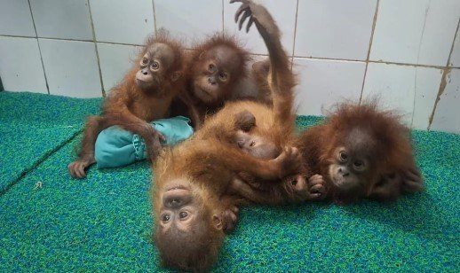Orang