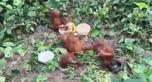 Orangutan