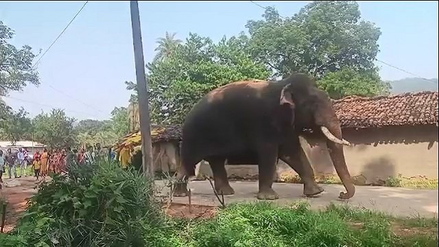 Elephant