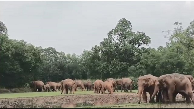 Elephant