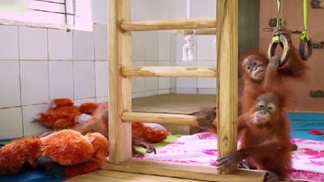 Nandankanan orang