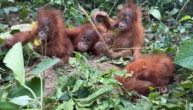 Orangutans